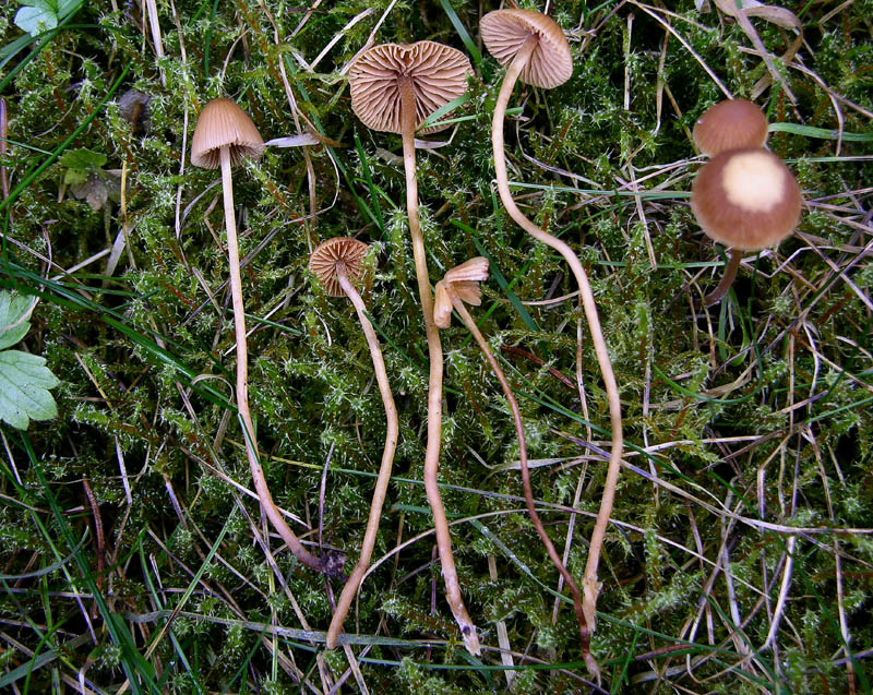 Galerina da determinare n9.